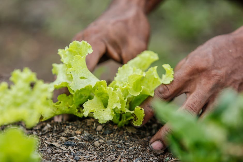 Alimentação Saudável: Um Guia para Recuperação Sustentável